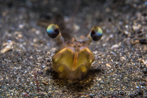 Paeneus kerathurus by Marco Gargiulo 